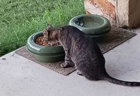 ritacat01